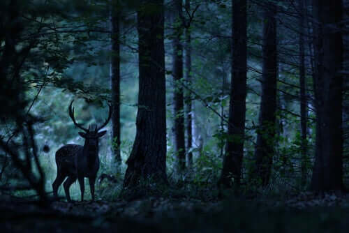 Cervo em floresta