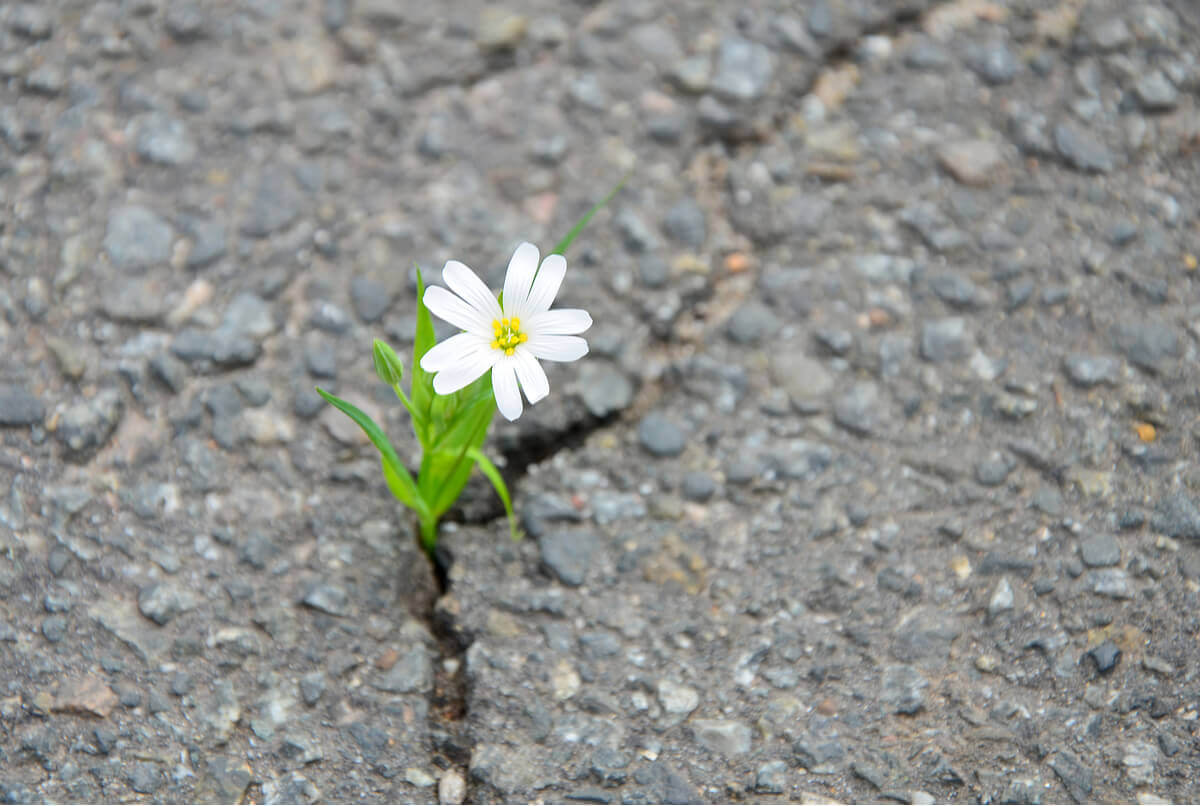 Flor nascendo no asfalto