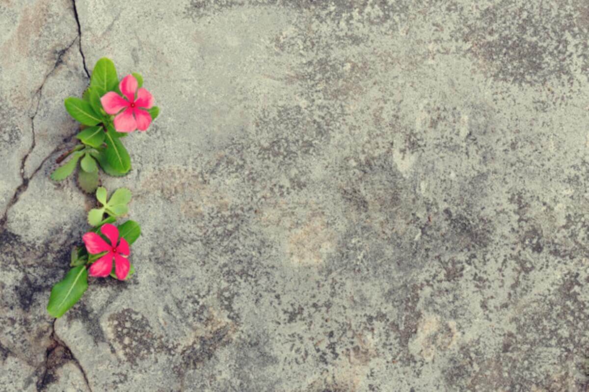 Flores no asfalto