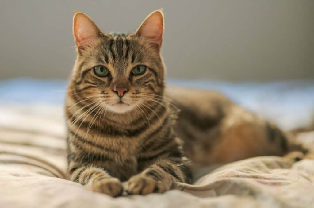 Gato deitado em cama