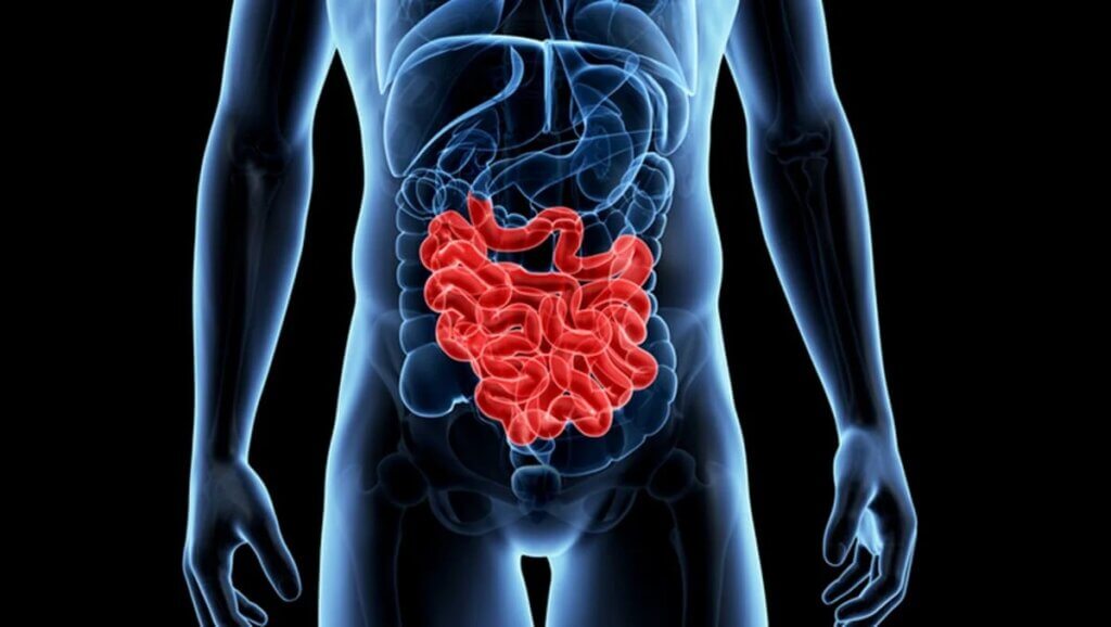 Intestino humano