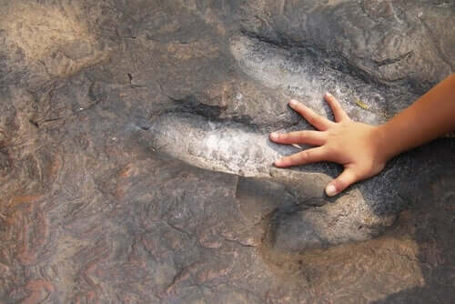 Fóssil de dinossauro