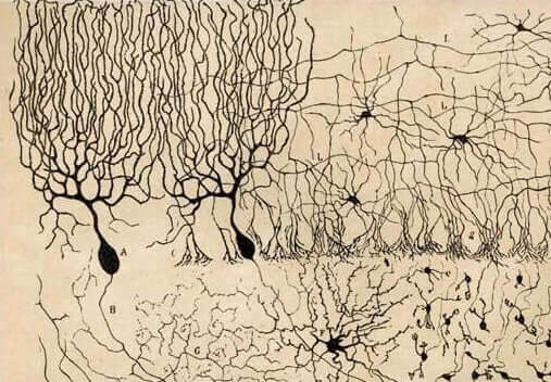 Células do cerebelo