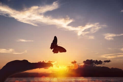 Borboleta no pôr do sol