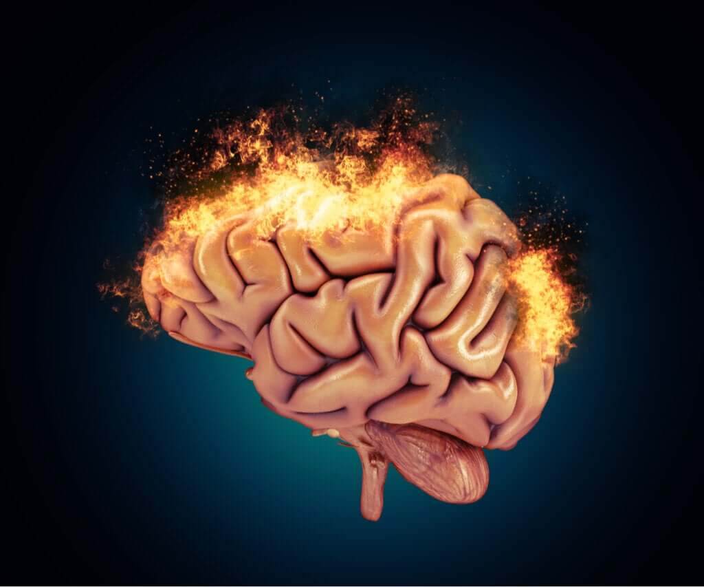 Bases neurobiológicas da agressividade
