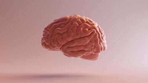 Diencéfalo: estrutura, funções e curiosidades