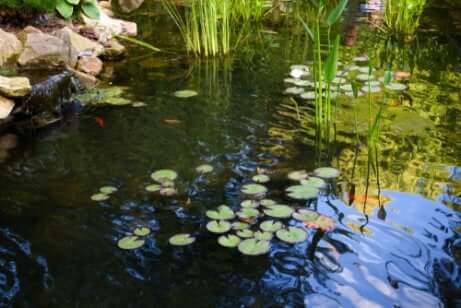Lagoa com plantas
