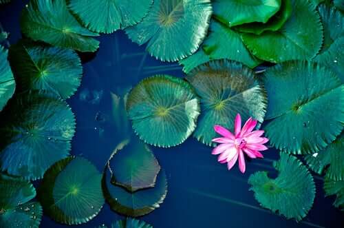 A lagoa, uma antiga lenda Zen