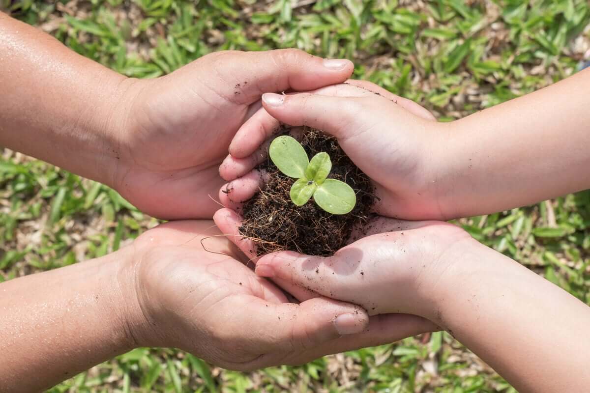 Mãos segurando muda de planta
