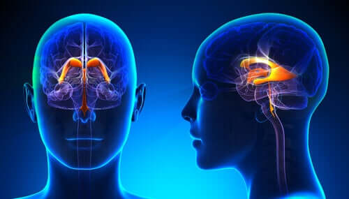Sistema ventricular cerebral: características e funções