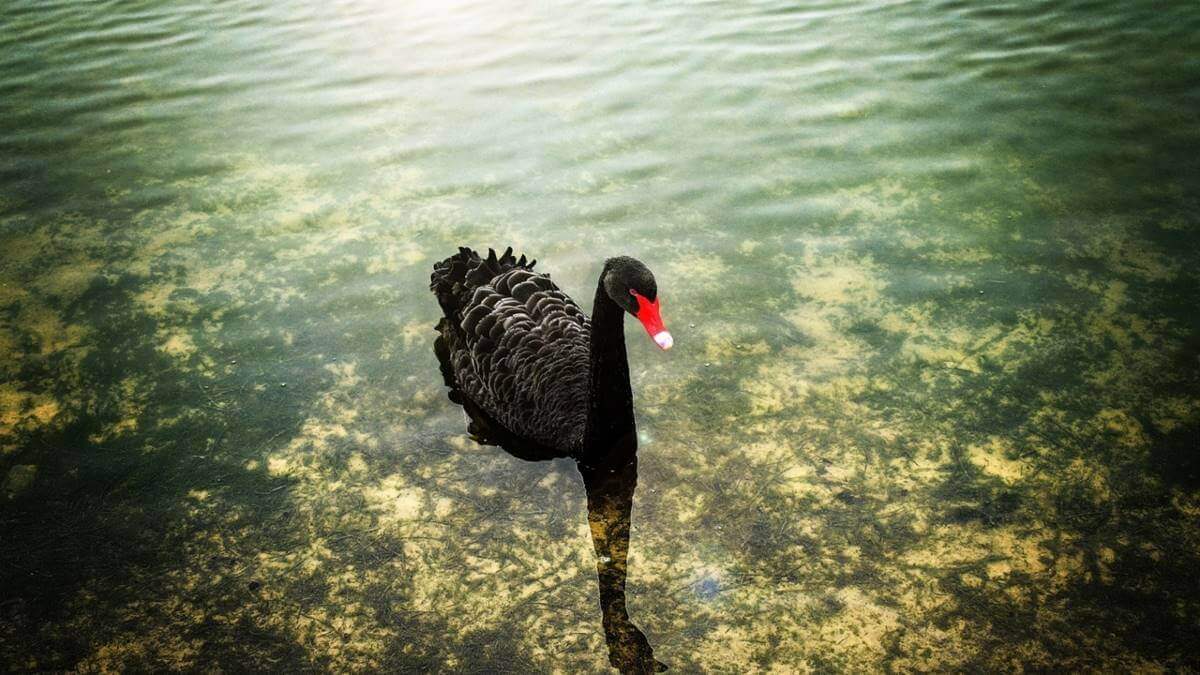 Você conhece a teoria do Cisne Negro?