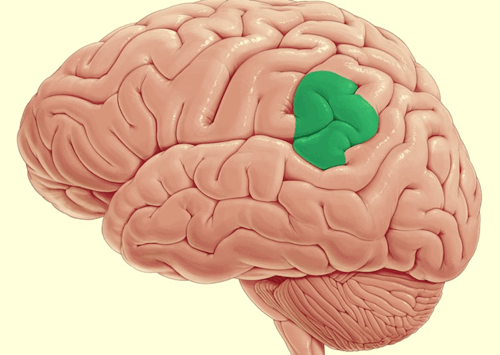 O giro supramarginal direito