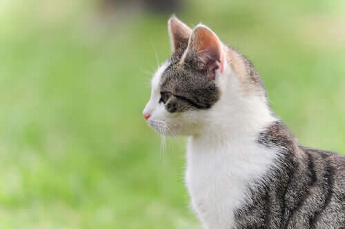 Gato de perfil