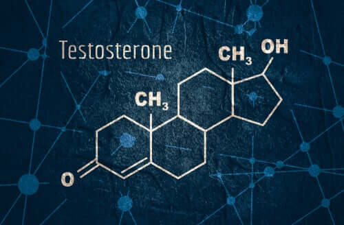 Testosterona: características e funções