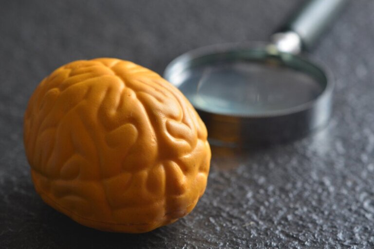 Por que o cérebro tem dois hemisférios?