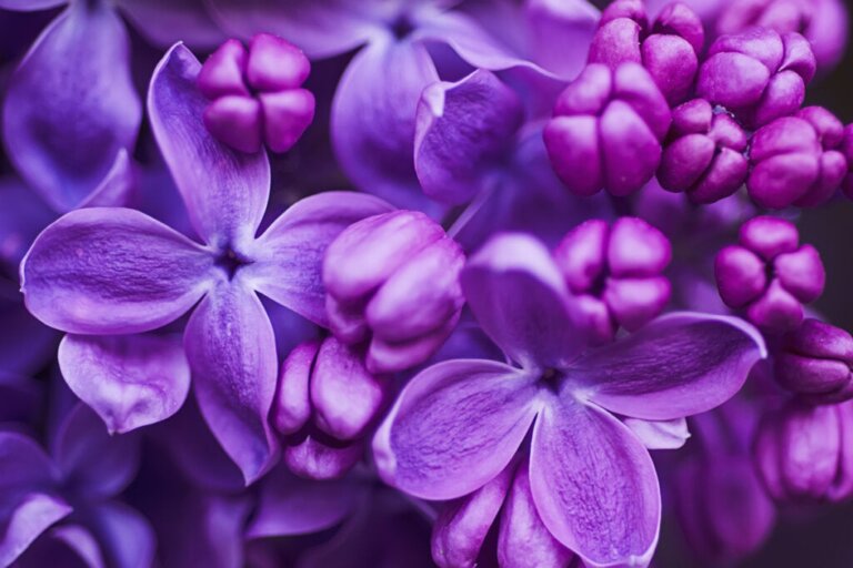O que a cor lilás significa em psicologia?