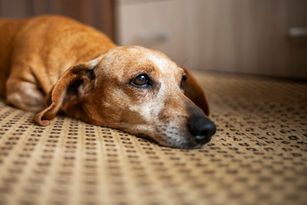 Cães também ficam de luto após uma morte, de acordo com um estudo