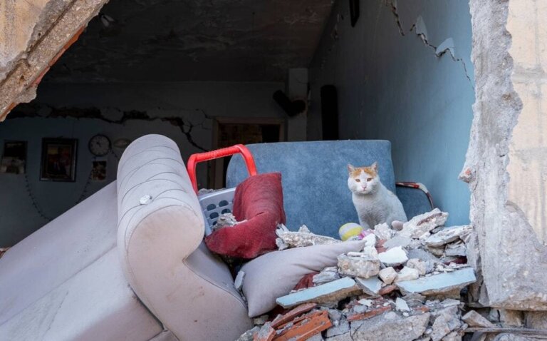A história de Enkaz, o gato resgatado no terremoto na Turquia